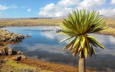 Bale Mountains