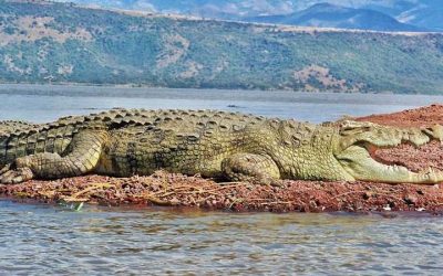 Lake Abaya & Chamo